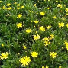 Daisy 'Green Golden' - 1 Gallon - #615