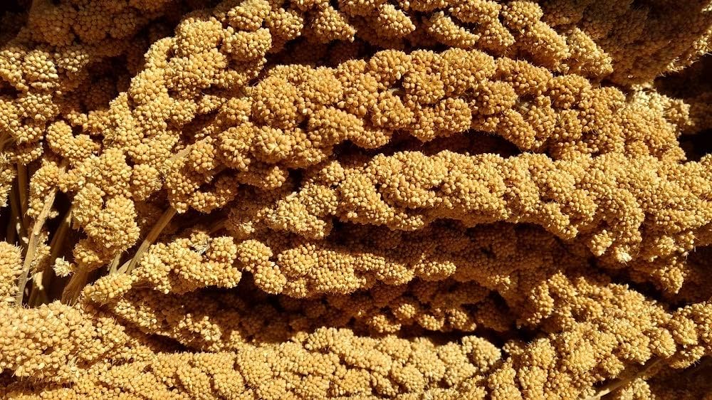 Bird Treat Millet - Each