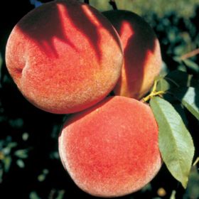 Glohaven Peach - 5 Gallon - #32073