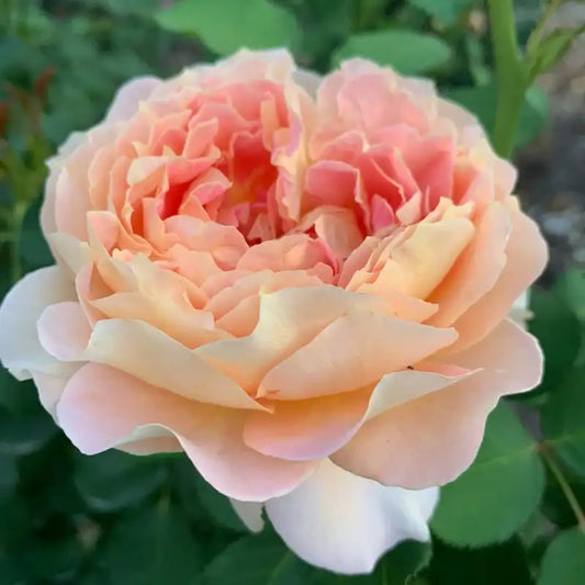 Rose Tree Fun in the Sun - 36" - 15 Gallon - #32594