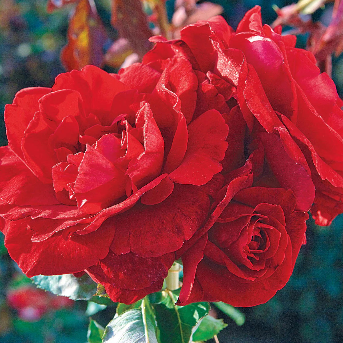 Rose Don Juan - Climber - TNP - #25019