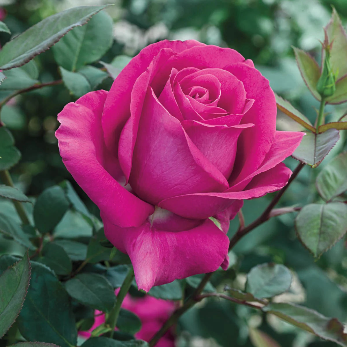 Rose All My Loving - Hybrid Tea - TNP - #27473