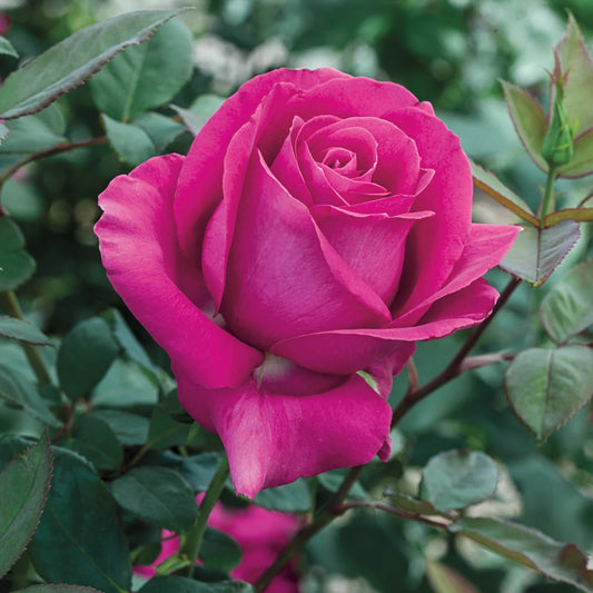 Rose All My Loving - Hybrid Tea - TNP - #27473