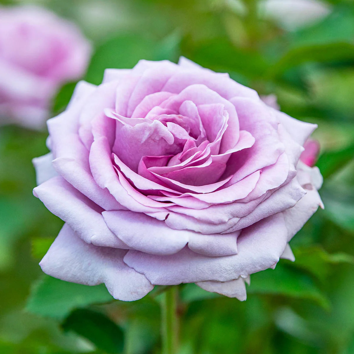 Rose Violet's Pride - Floribunda - TNP - #27449