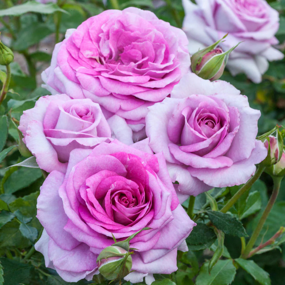 Rose Violet's Pride - Floribunda - TNP - #27449