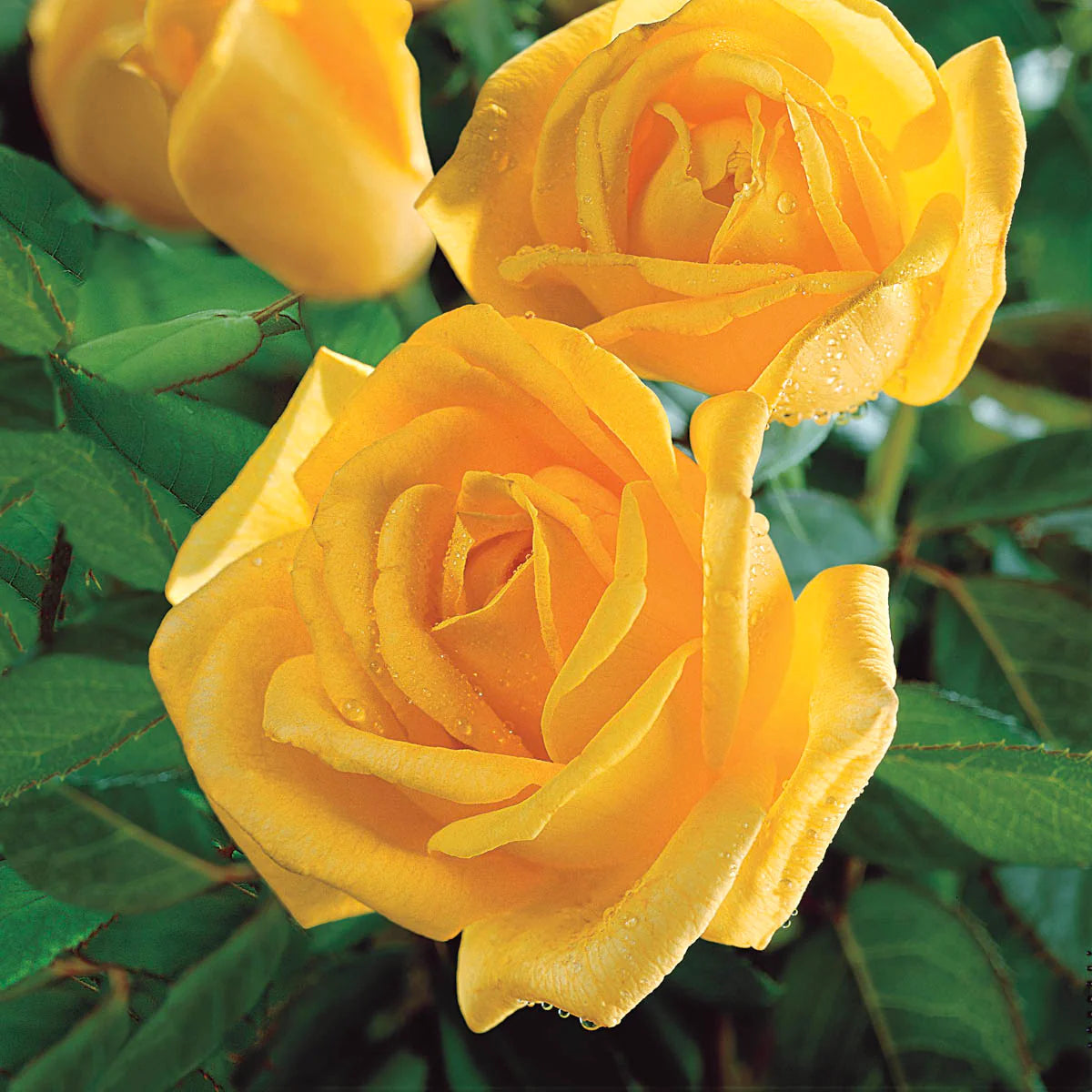 Rose Radiant Perfume - Grandiflora - TNP - #29785