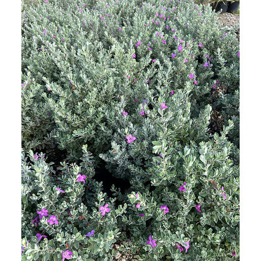Silverado Texas Sage - 1 Gallon - #33261