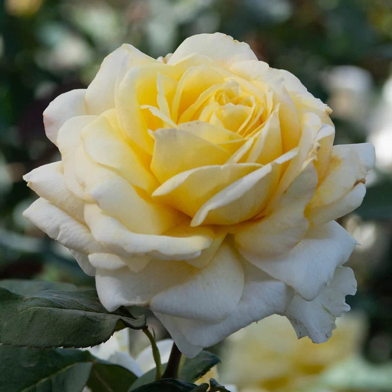 Rose Tree Chantilly Cream - 7 Gallon - #32589