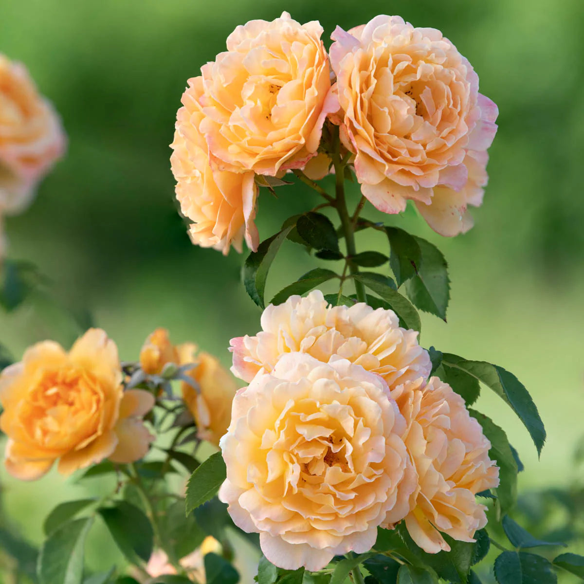 Rose Forever Amber - Floribunda - TNP - #27813