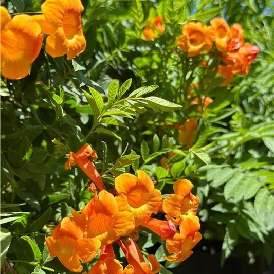 Tecoma Orange Jubilee - 5 Gallon - #182