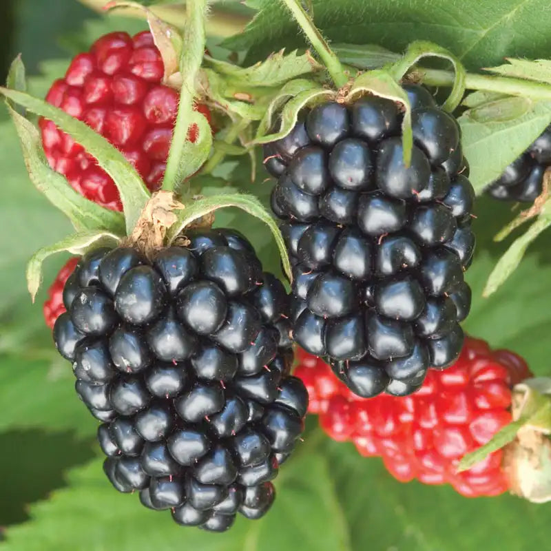 Blackberry 'Apache' - 2 Gallon - #30592