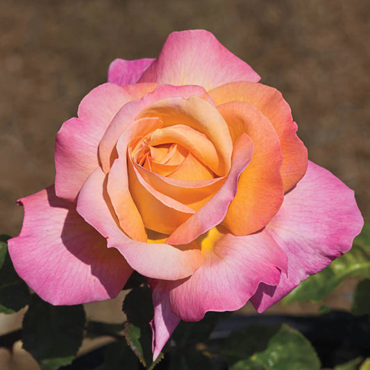 Rose Chicago Peace - Hybrid Tea - TNP - #27453