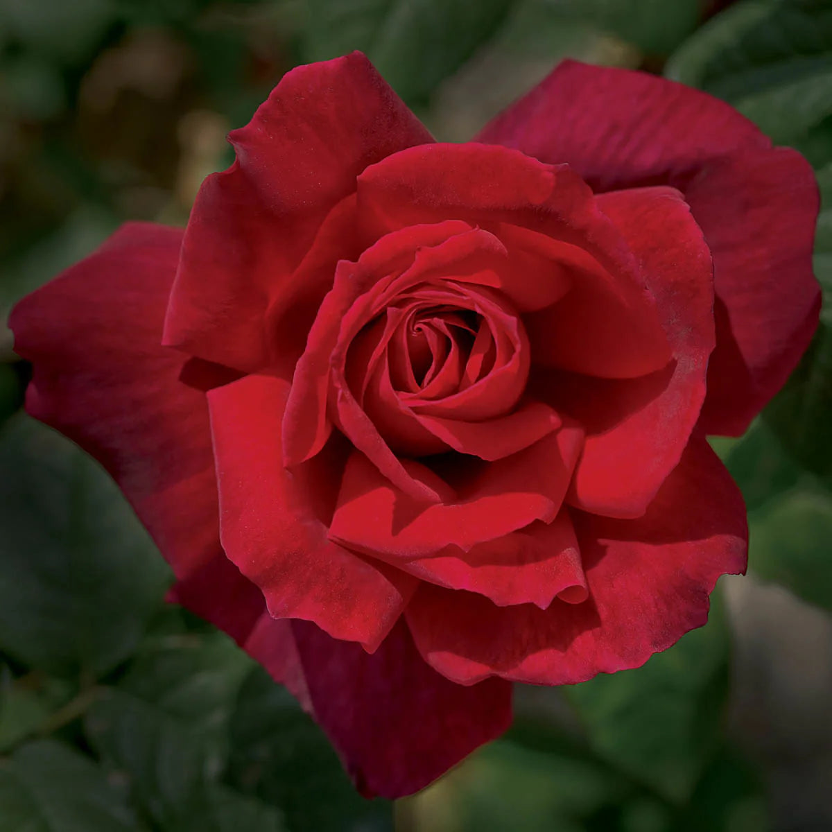 Rose Chrysler Imperial - Hybrid Tea - TNP - #27424