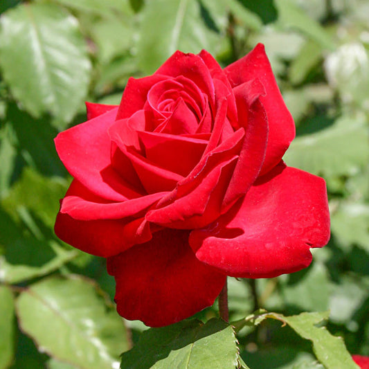 Rose Olympiad - Hybrid Tea - TNP - #29782