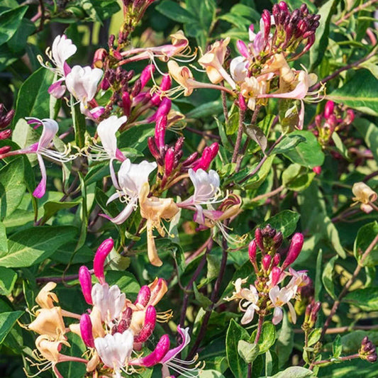 Purple Leaf Honeysuckle - Staked - 5 Gallon - #285