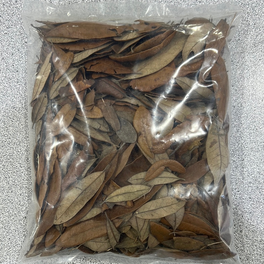 Leaf Litter