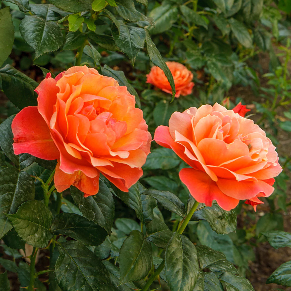 Rose Livin' Easy - Floribunda - TNP - #27467