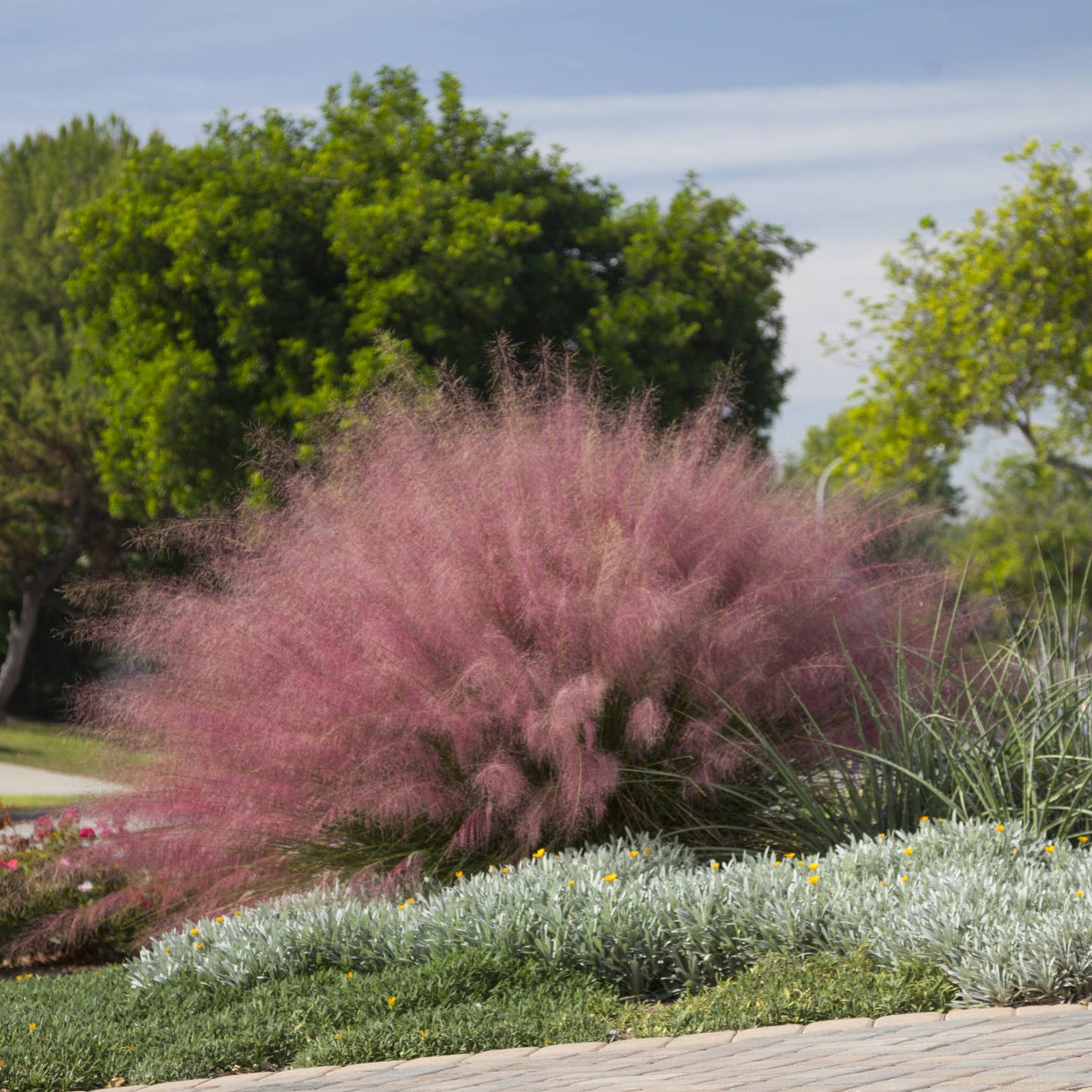 Pink Muhly Grass - 1 Gallon - #31603