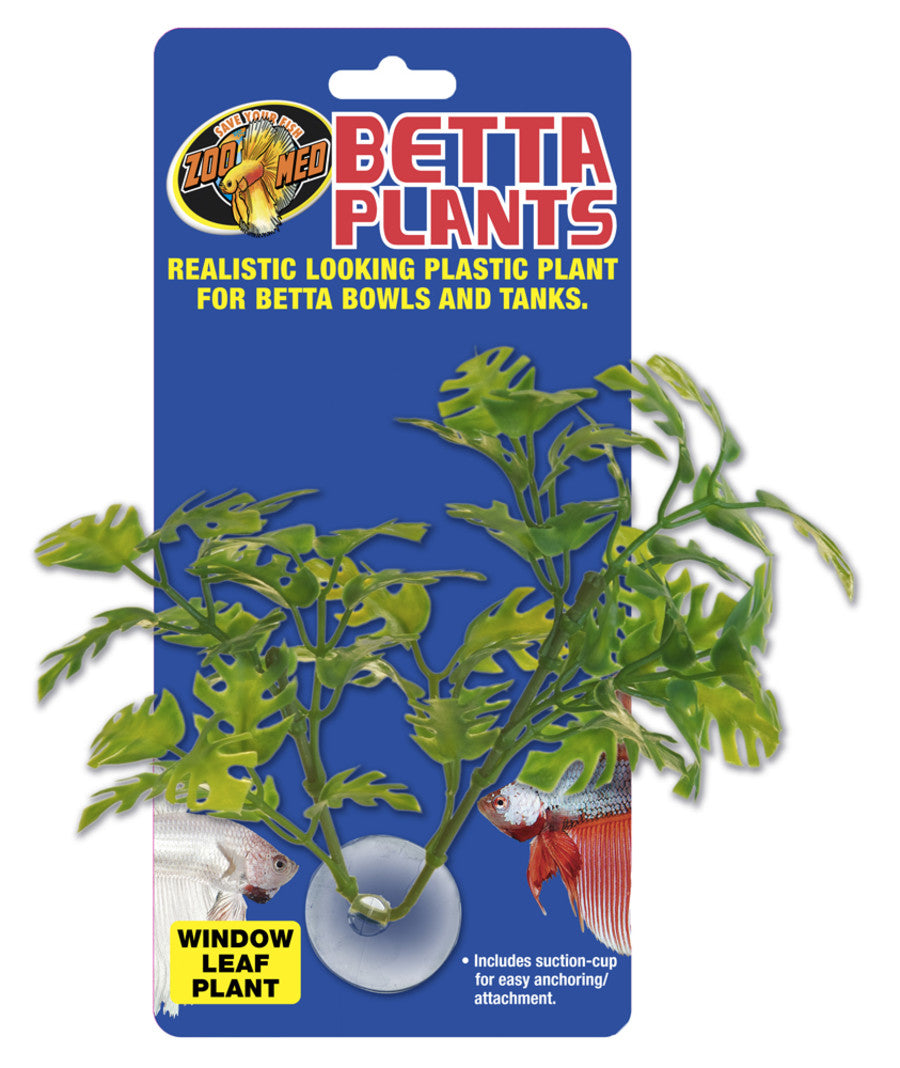 Window Leaf Plant Betta Plants - #32745