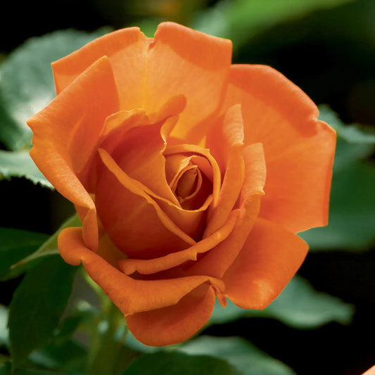 Rose Pumpkin Patch - Floribunda - TNP - #27441