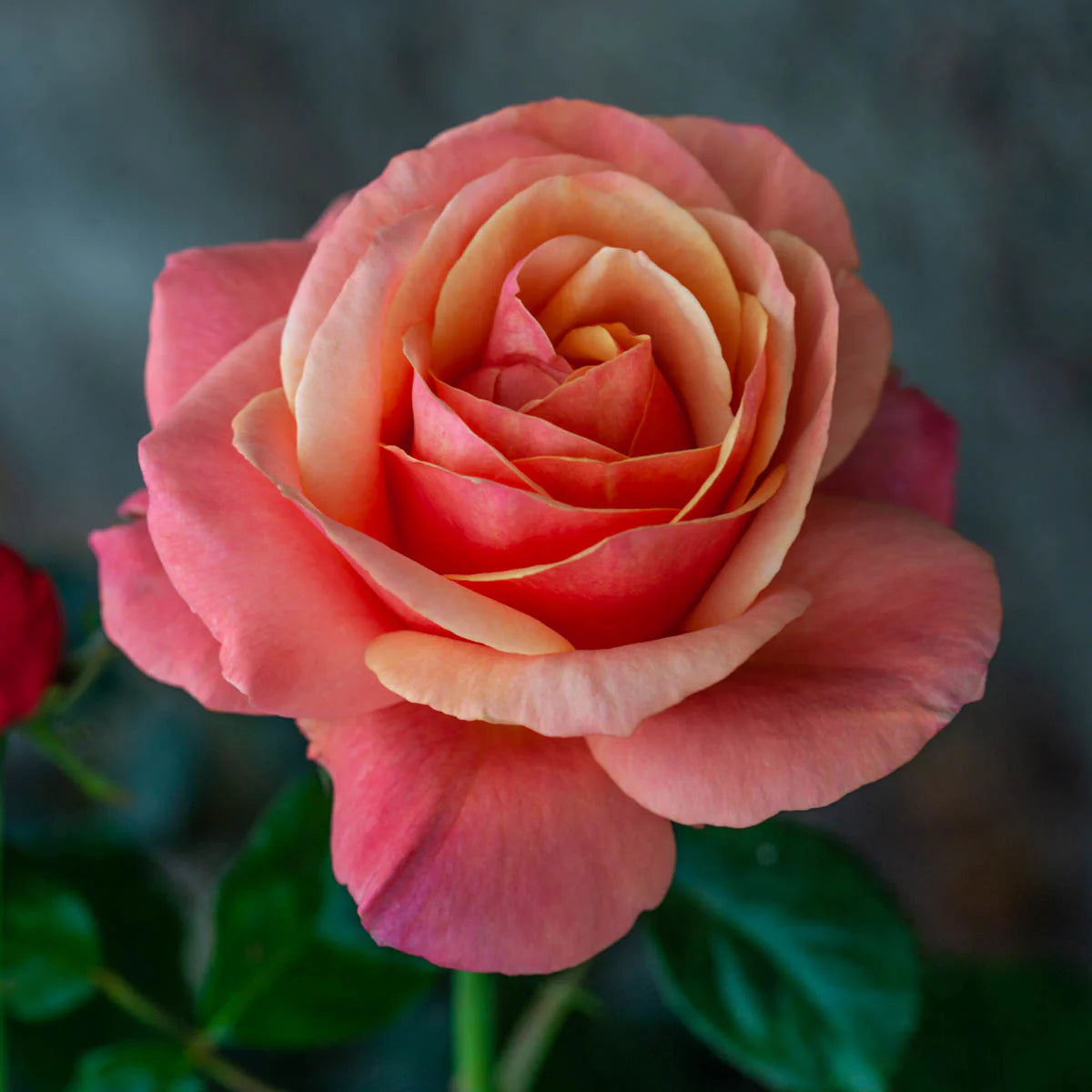 Rose Anna's Promise - Grandiflora - TNP - #27454