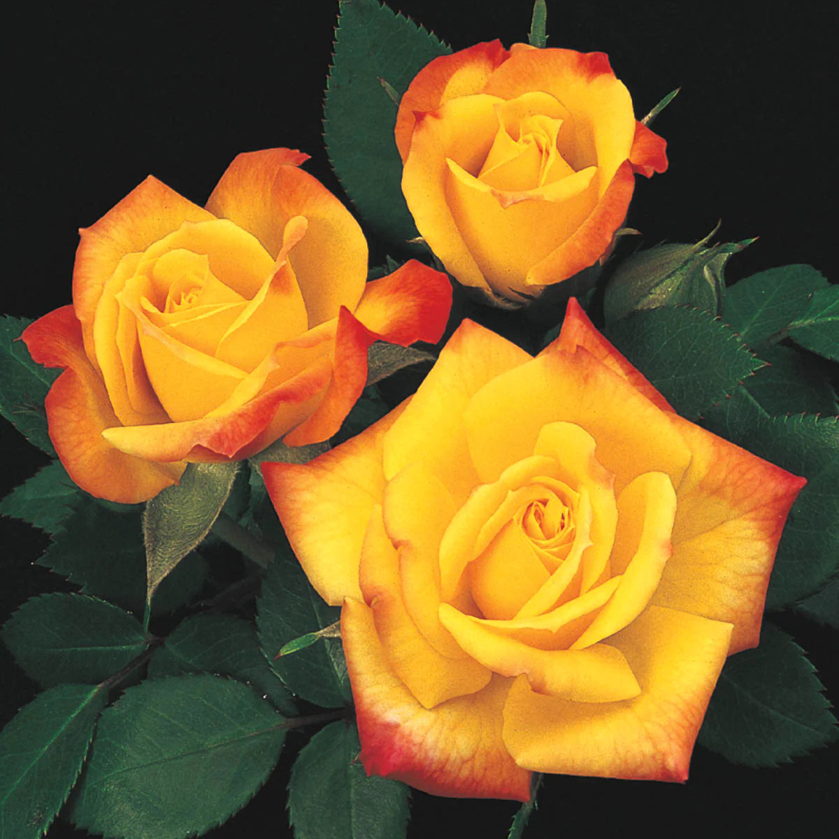 Rose Tree Rainbow's End - 18" - 5 Gallon - #32581