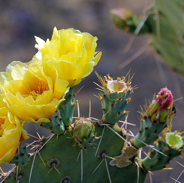 Prickly Pear 'Engelmann Native' - 5 Gallon - #28929