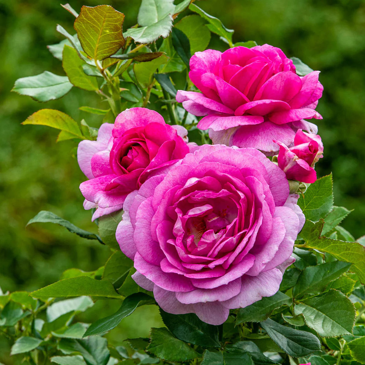 Rose Perfume Factory - Hybrid Tea - TNP - #27464
