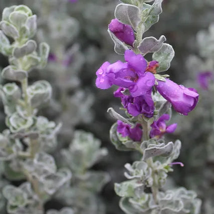 Texas Sage 'Microburst’ - 1 Gallon - #32075