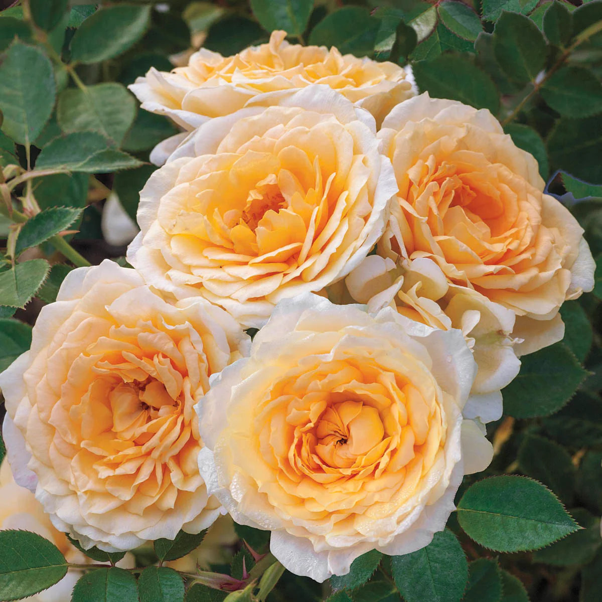 Rose Edith's Darling - Shrub - TNP - #25688