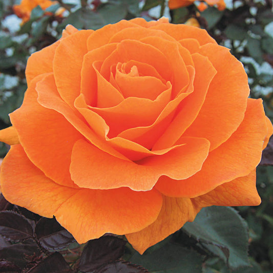 Rose Tree Vavoom - 36" - 7 Gallon - #32608
