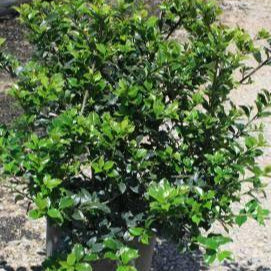Holly 'Blue Boy' - 1 Gallon - #24558