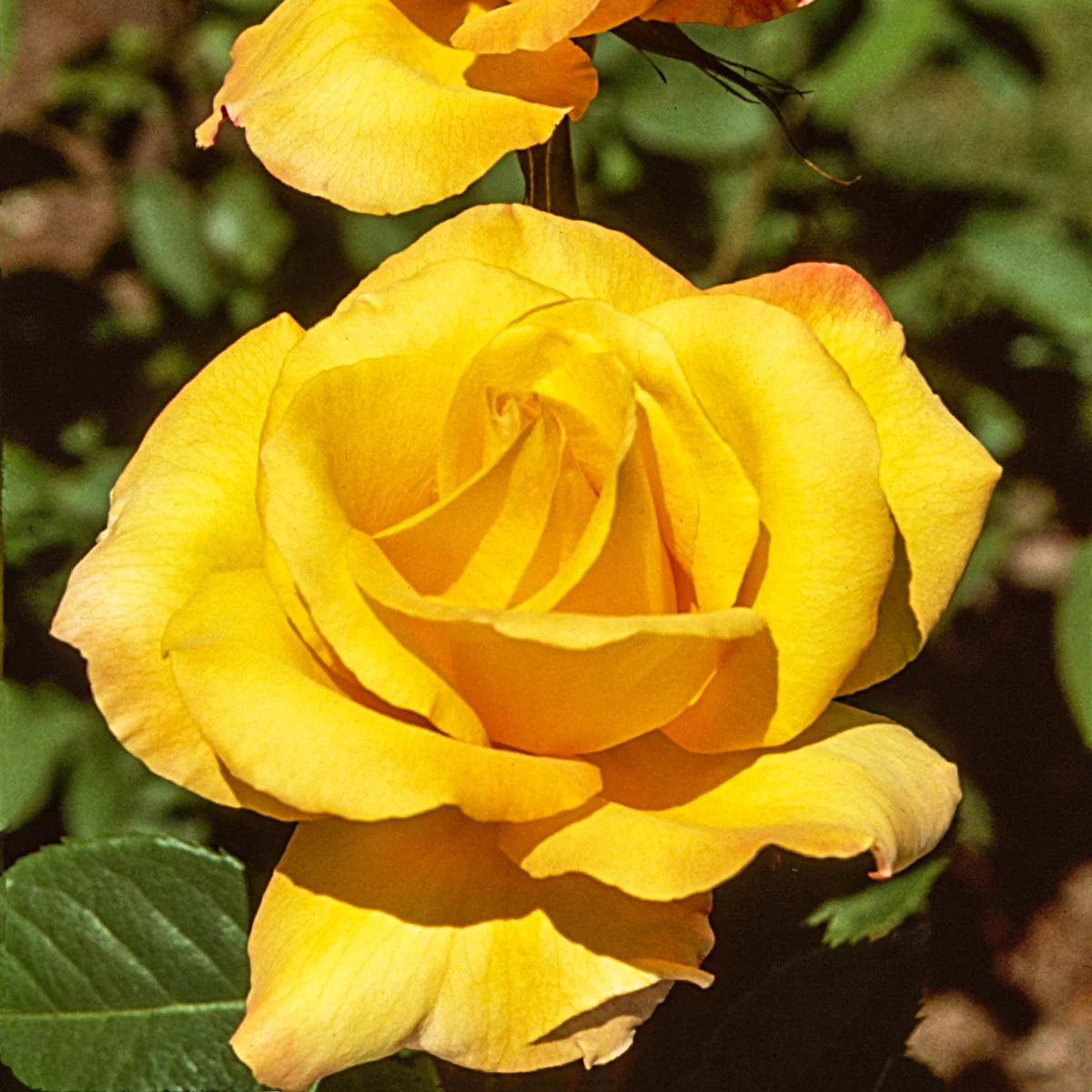 Rose Gold Medal - Grandiflora - TNP - #25004