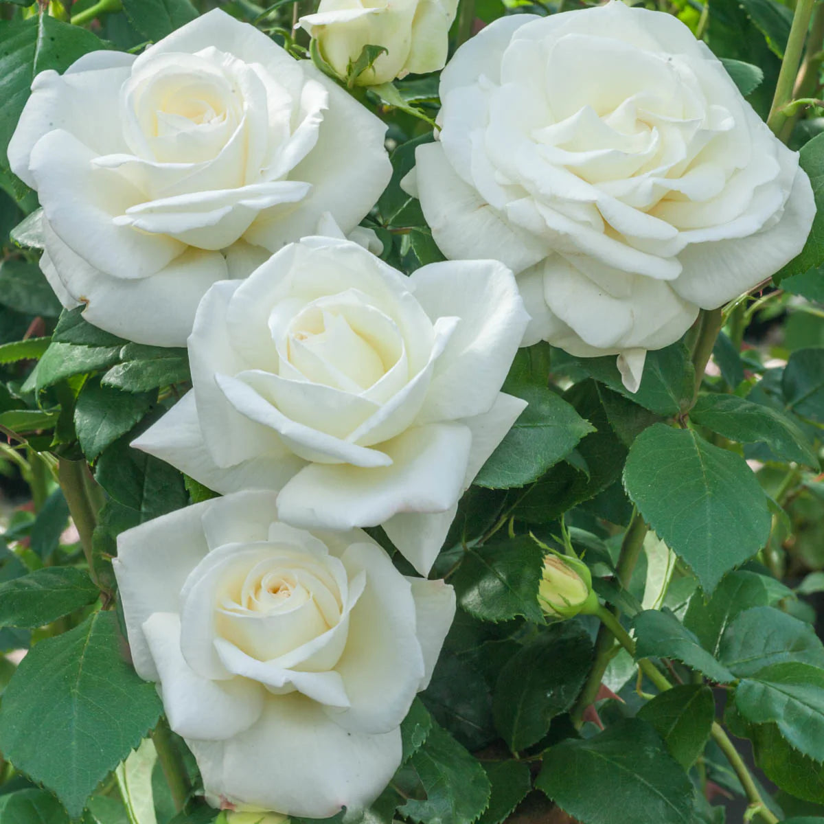 Rose Tree Sugar Moon - 36" - 15 Gallon - #29795