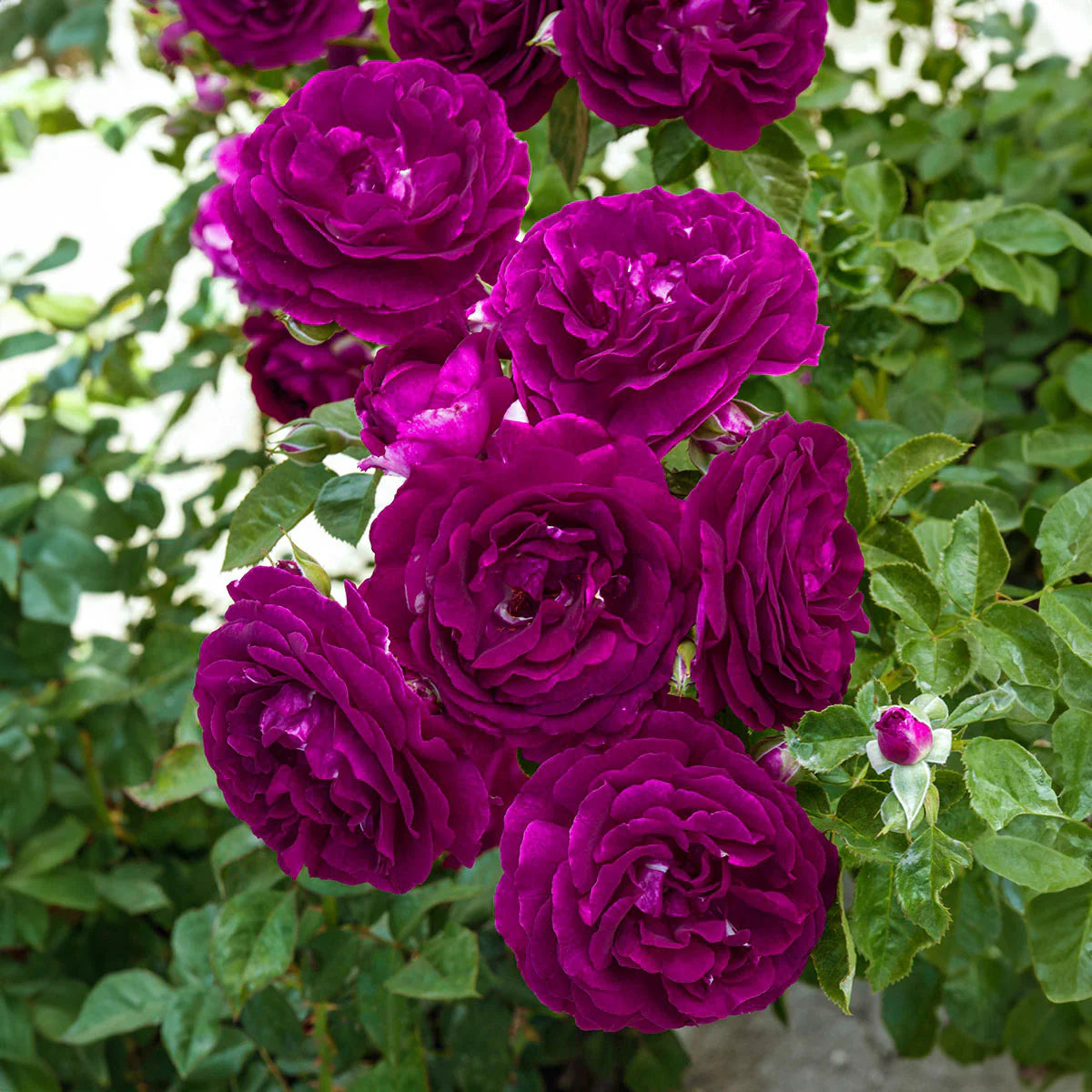 Rose Twilight Zone - Grandiflora - TNP - #25015