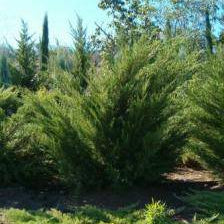 Sea Green Juniper - 5 Gallon - #417