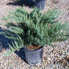Tamarix Juniper - 1 Gallon - #7618