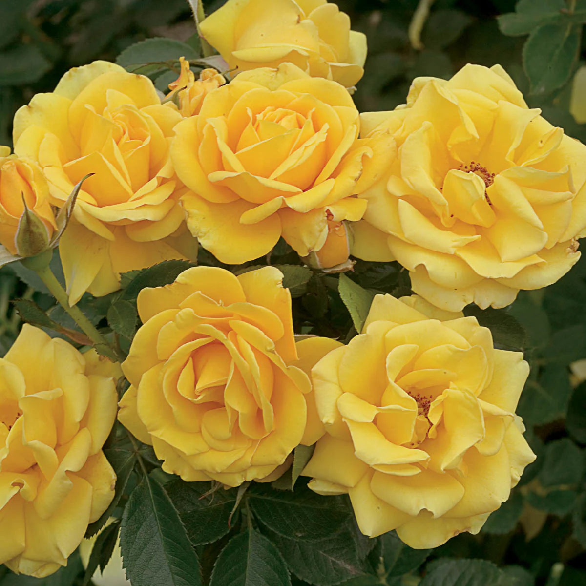 Rose Shockwave - Floribunda - TNP - #27811