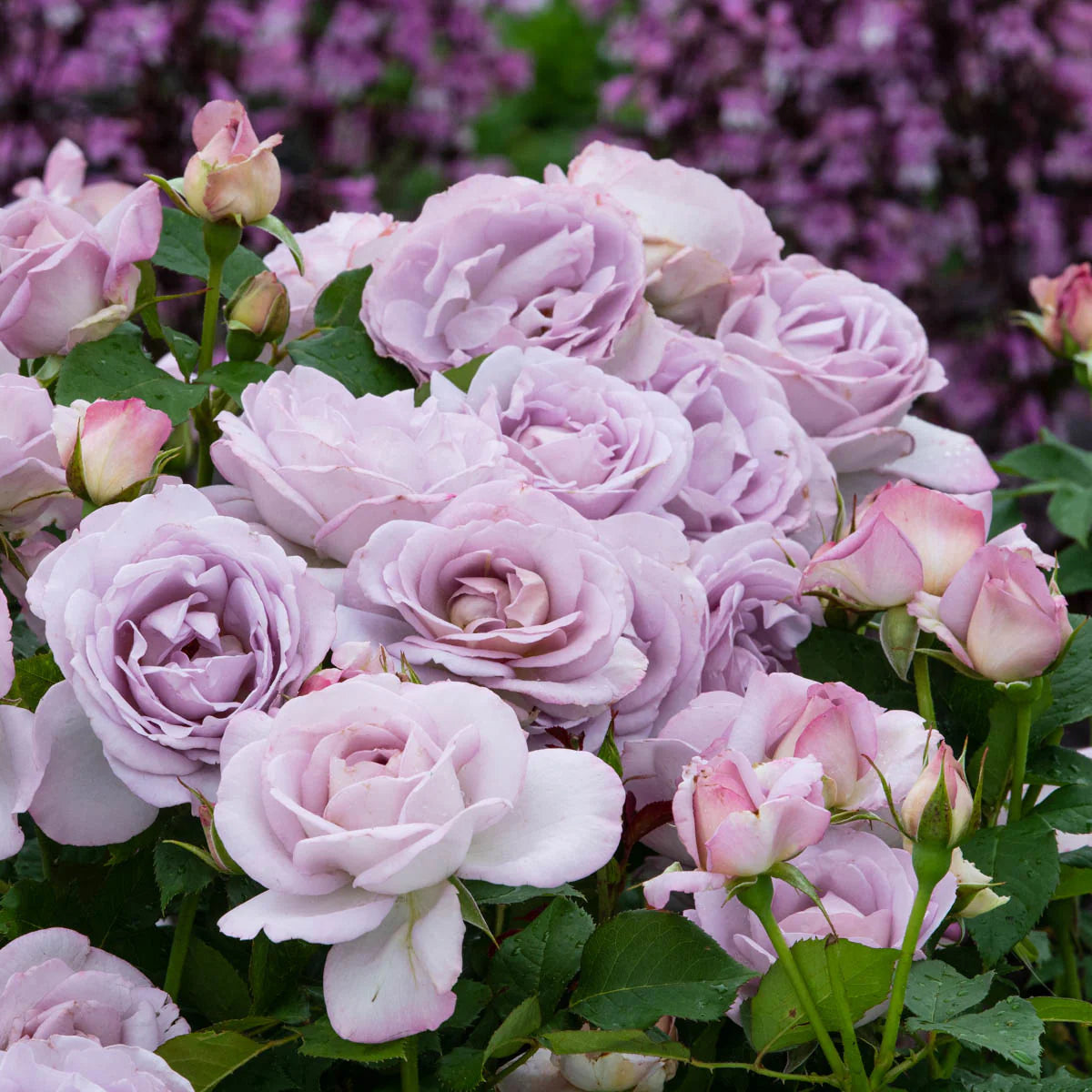 Rose Tree Silver Lining - 36" - 7 Gallon - #32604