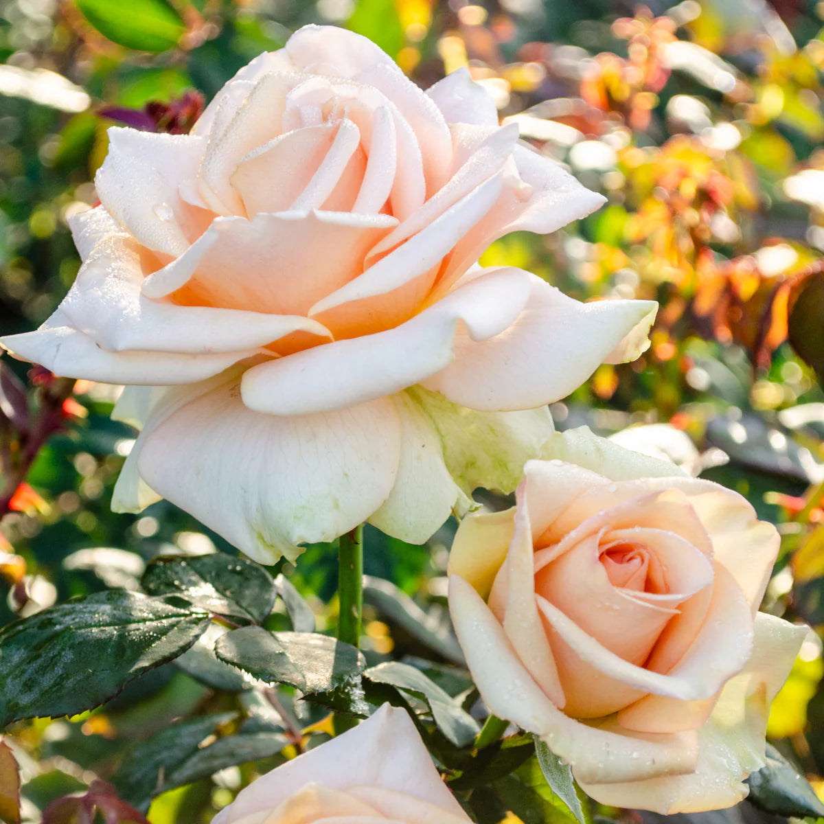 Rose Marilyn Monroe - Hybrid Tea - TNP - #27463