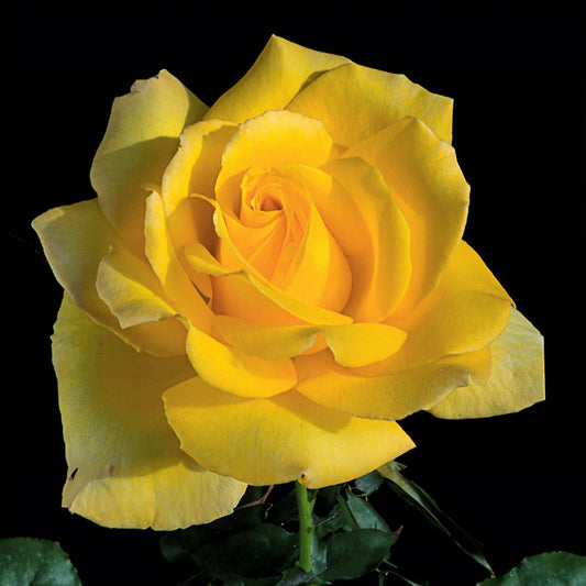 Rose Hotel California - Hybrid Tea - #27435