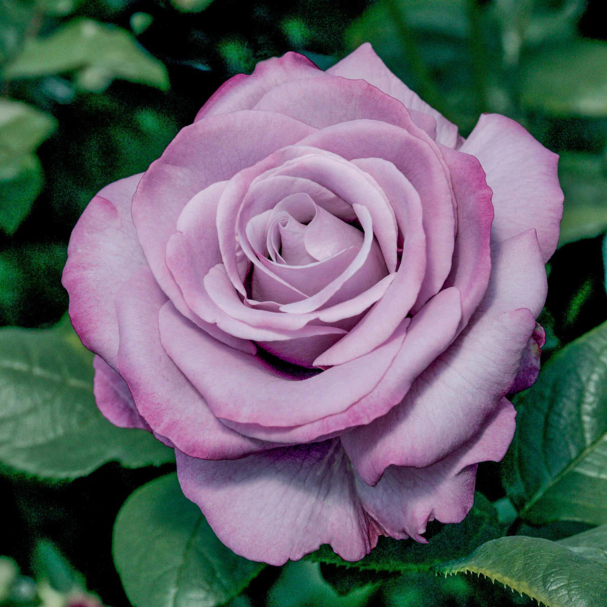 Rose Neptune - Hybrid Tea - TNP - #27465
