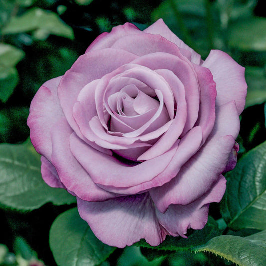 Rose Neptune - Hybrid Tea - TNP - #27465