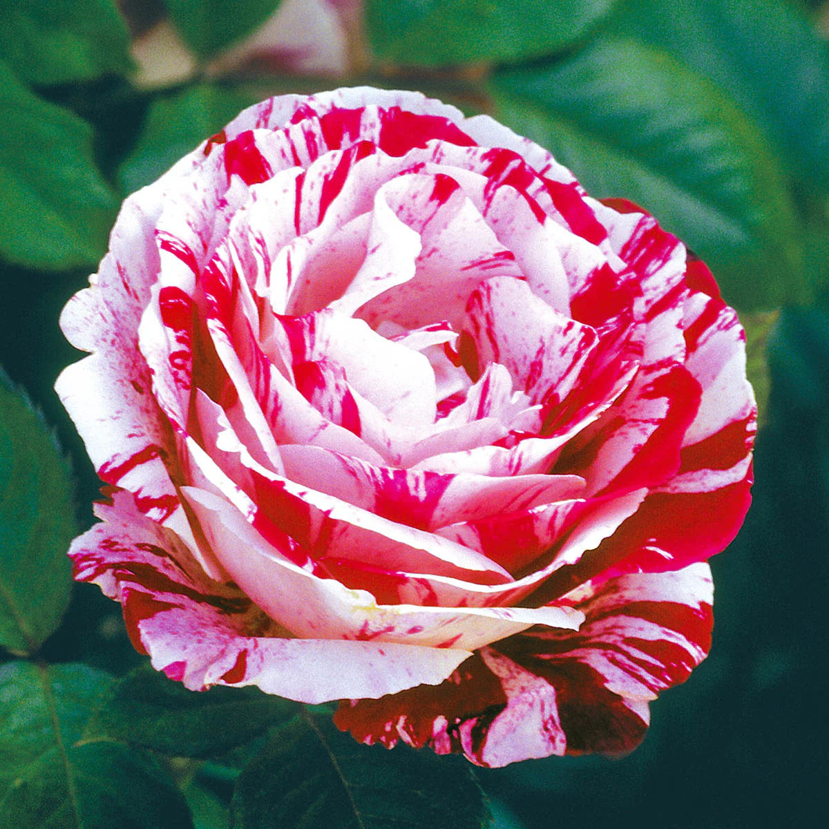 Rose Scentimental - Floribunda - TNP - #25017