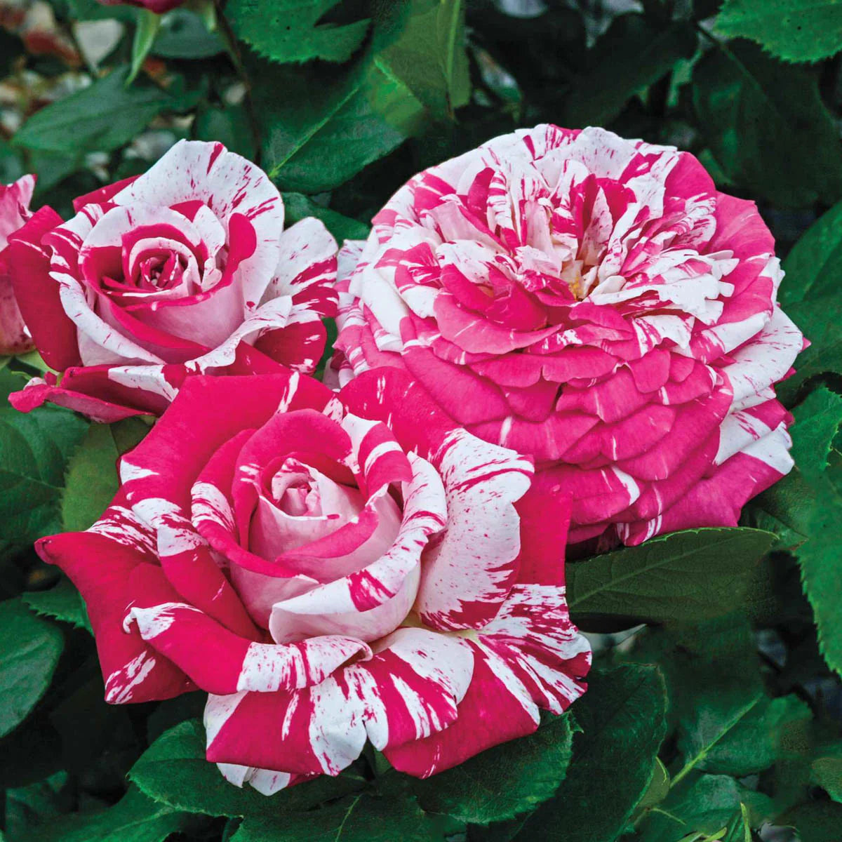 Rose Neil Diamond - Hybrid Tea - TNP - #27462