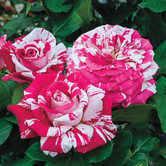 Rose Neil Diamond - Hybrid Tea - TNP - #27462
