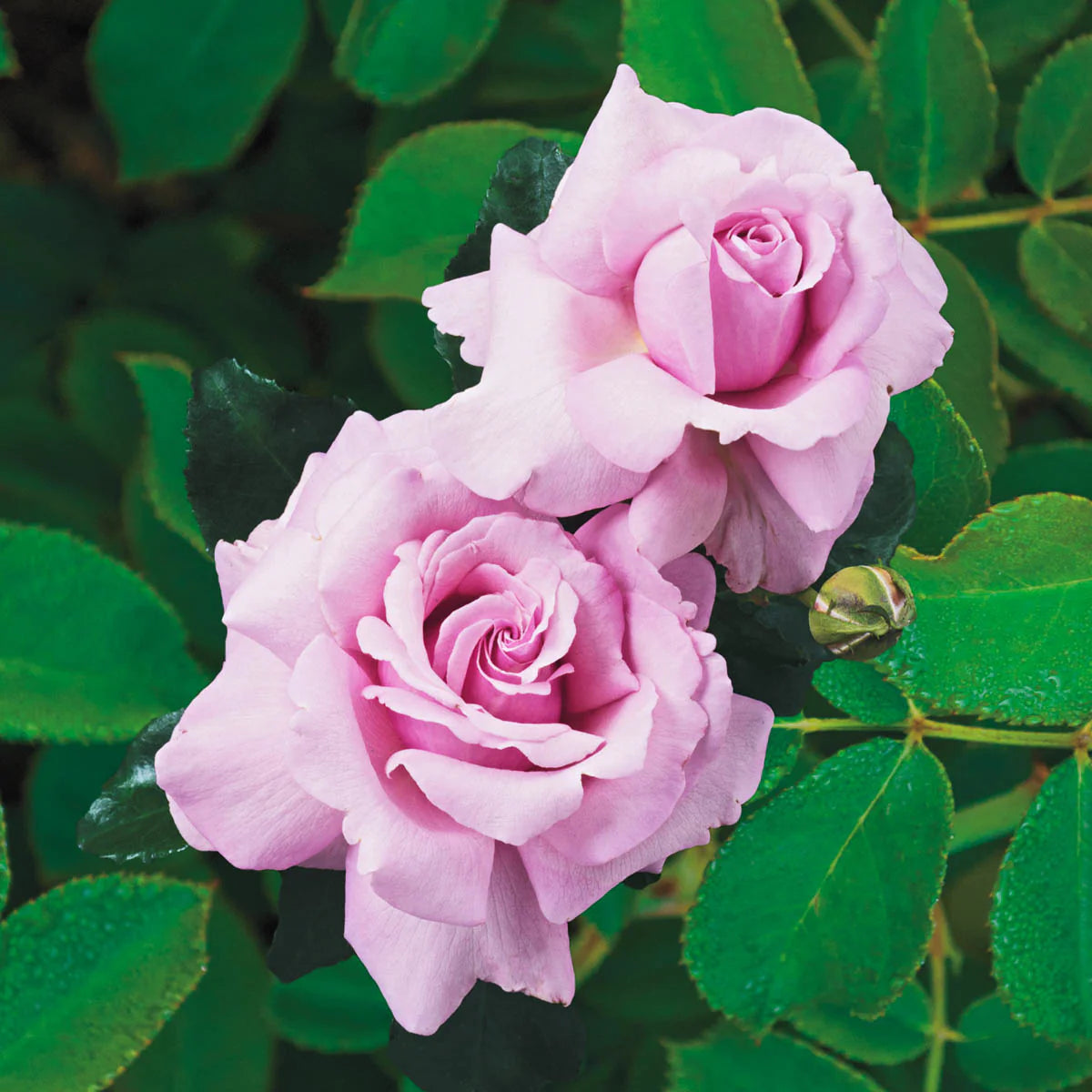 Rose Tree Memorial Day - 36" - 7 Gallon - #32599