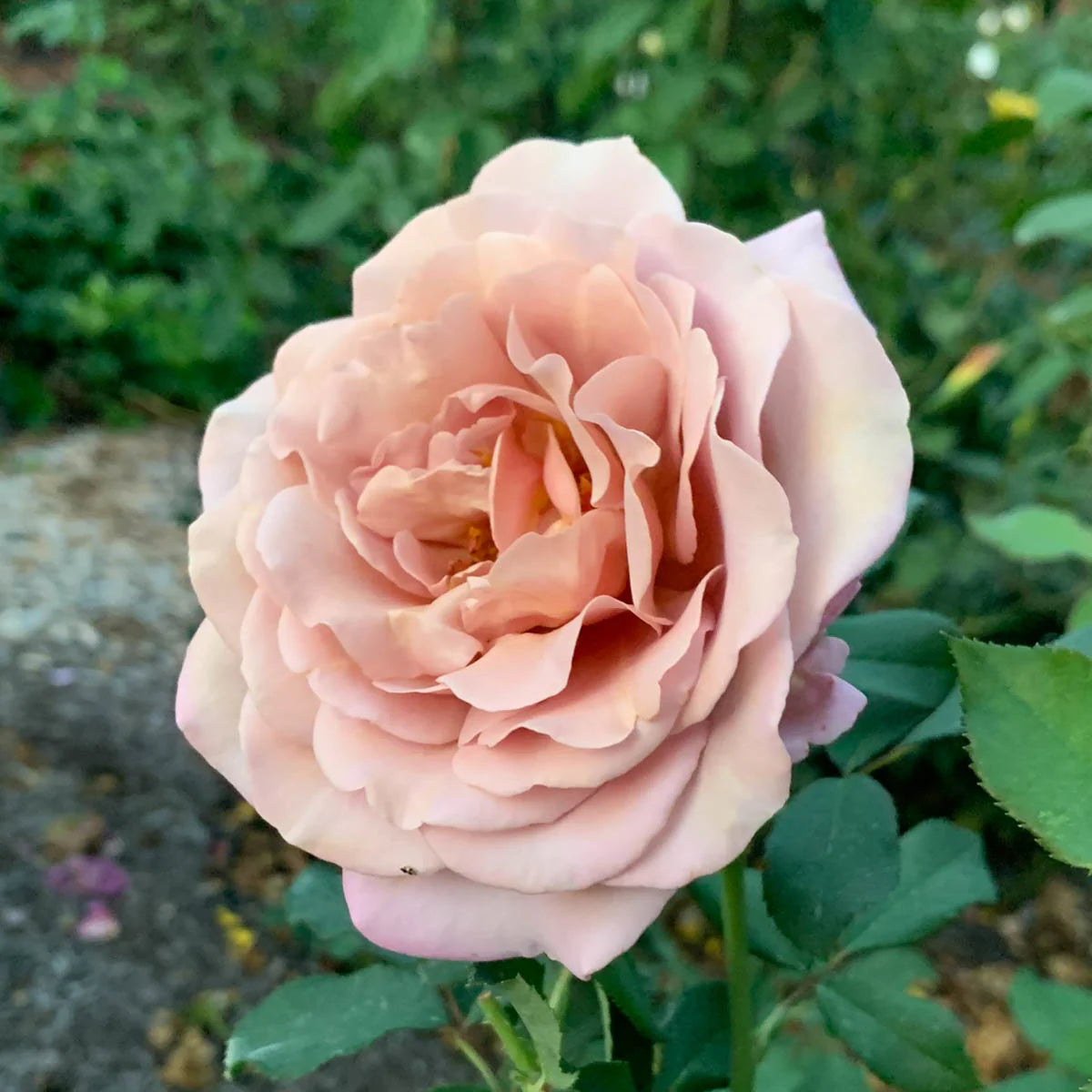 Rose Koko Loko - Floribunda - TNP - #27471