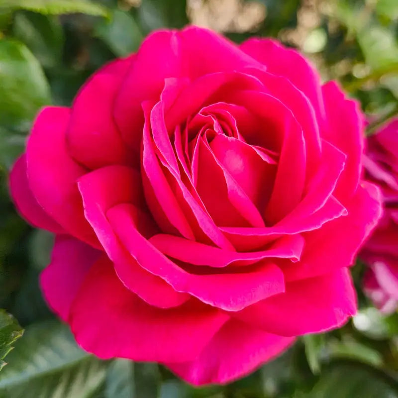 Rose Nothing But Class - Hybrid Tea - TNP - #32624