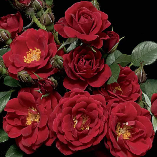 Rose Warm & Fuzzy - Mini - TNP - #32628